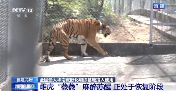 捷希源配资 守护华南虎 一只“合格”的老虎是如何养成的？