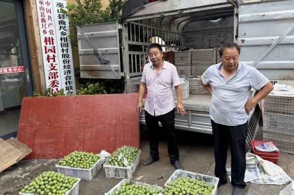 启盈优配 一颗脆李富山村