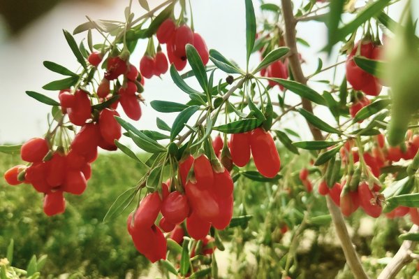 创牛配资 枸杞喜迎采摘季，出口交易额再攀升